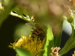 Eupeodes corollae