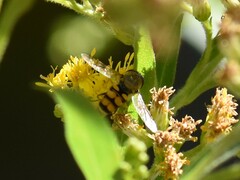 Eupeodes corollae