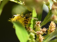 Eupeodes corollae