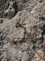 Quinchamalium chilense