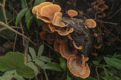 Trametes sanguinea