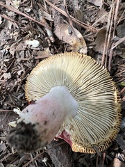 Russula