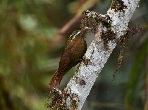 Greater Scythebill (Drymotoxeres pucheranii), photo 5