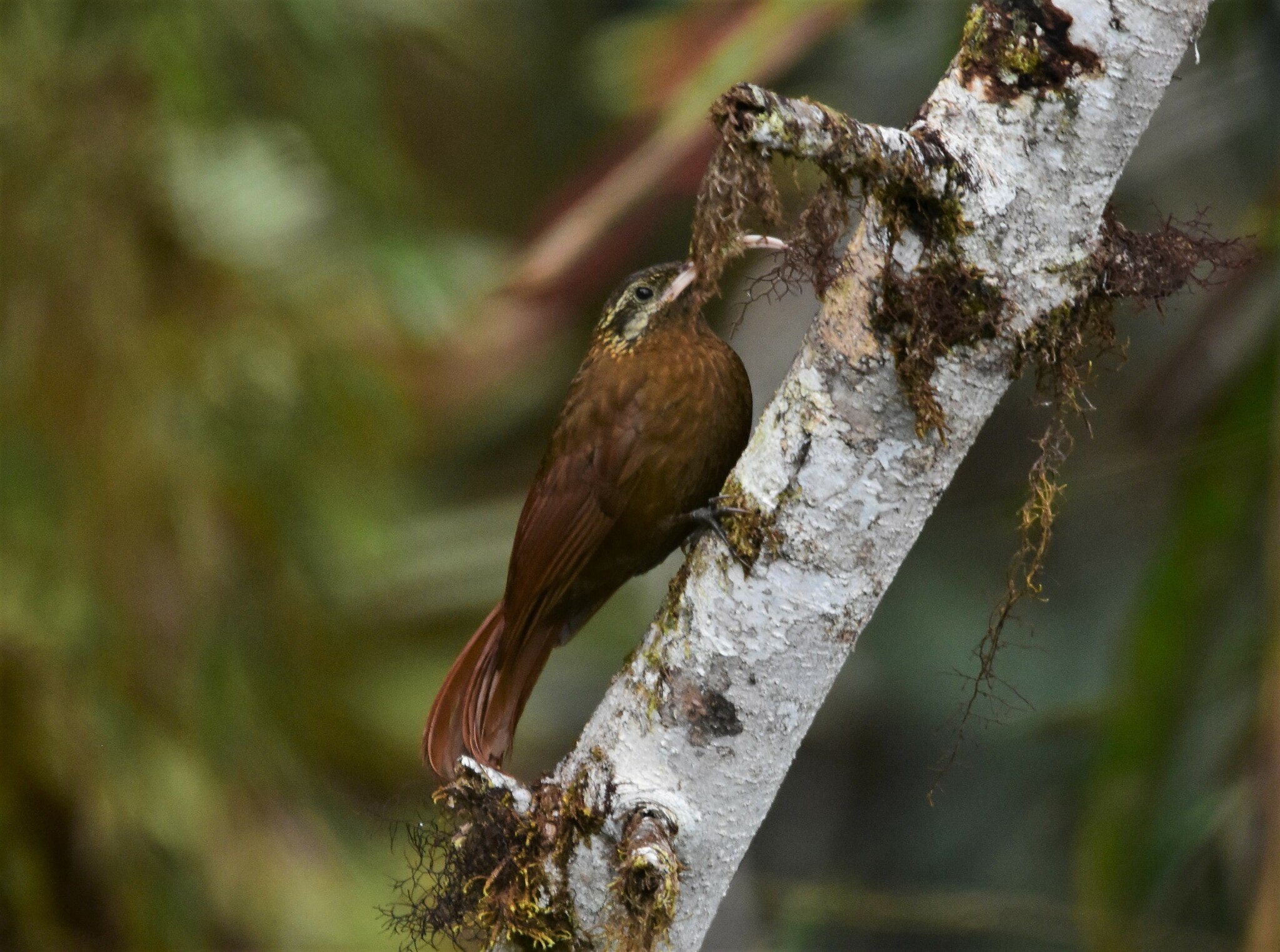 Greater Scythebill (Drymotoxeres pucheranii), photo 7