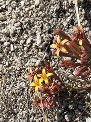 Quinchamalium chilense
