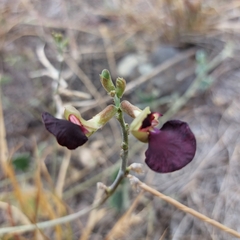 Macroptilium atropurpureum