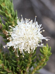 Agathosma scaberula
