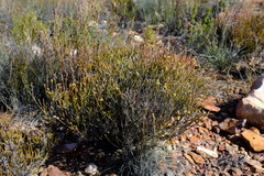 Struthiola