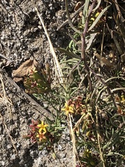 Quinchamalium chilense