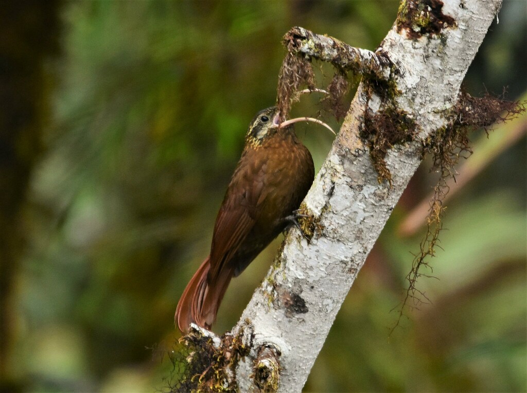 Greater Scythebill