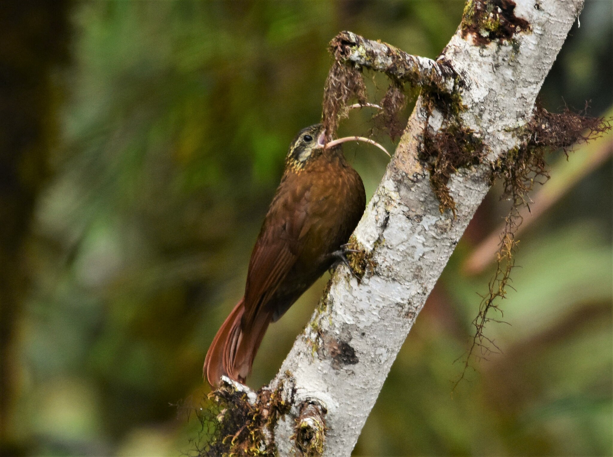 Greater Scythebill (Drymotoxeres pucheranii), photo 1