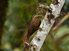 Drymotoxeres pucheranii