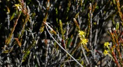 Struthiola