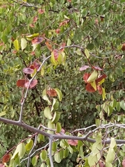 Paliurus spina-christi