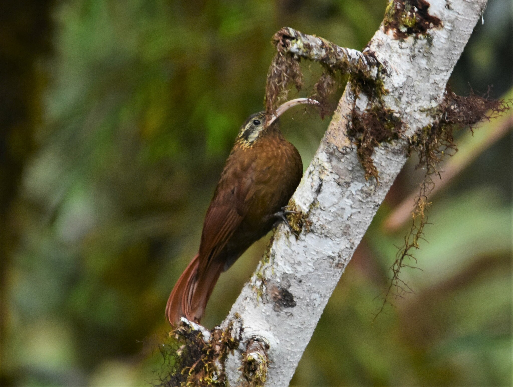 Greater Scythebill (Drymotoxeres pucheranii), photo 8