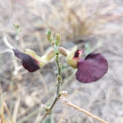 Macroptilium atropurpureum