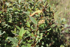 Shepherdia canadensis