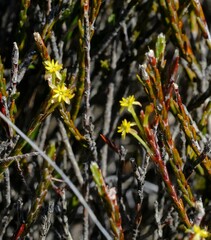 Struthiola