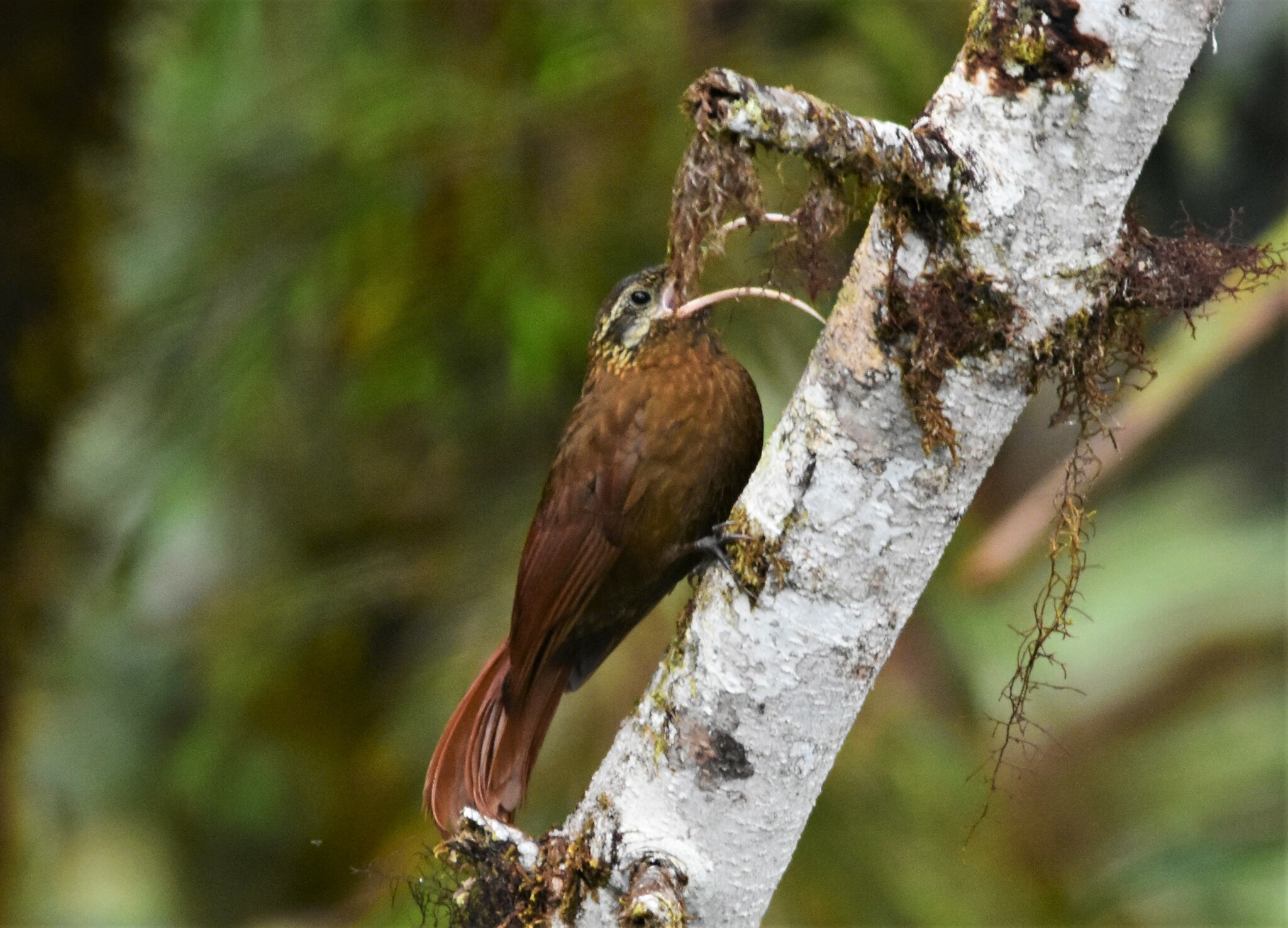Greater Scythebill (Drymotoxeres pucheranii), photo 5
