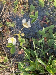 Fragaria virginiana