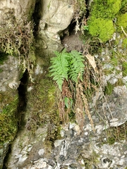 Cystopteris fragilis
