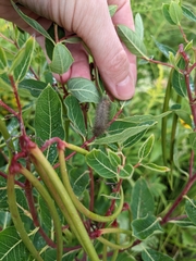 Saucrobotys futilalis