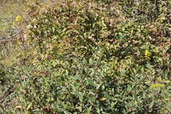 Shepherdia canadensis