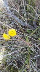 Leucospermum prostratum