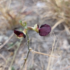 Macroptilium atropurpureum