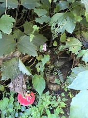 Begonia grandis