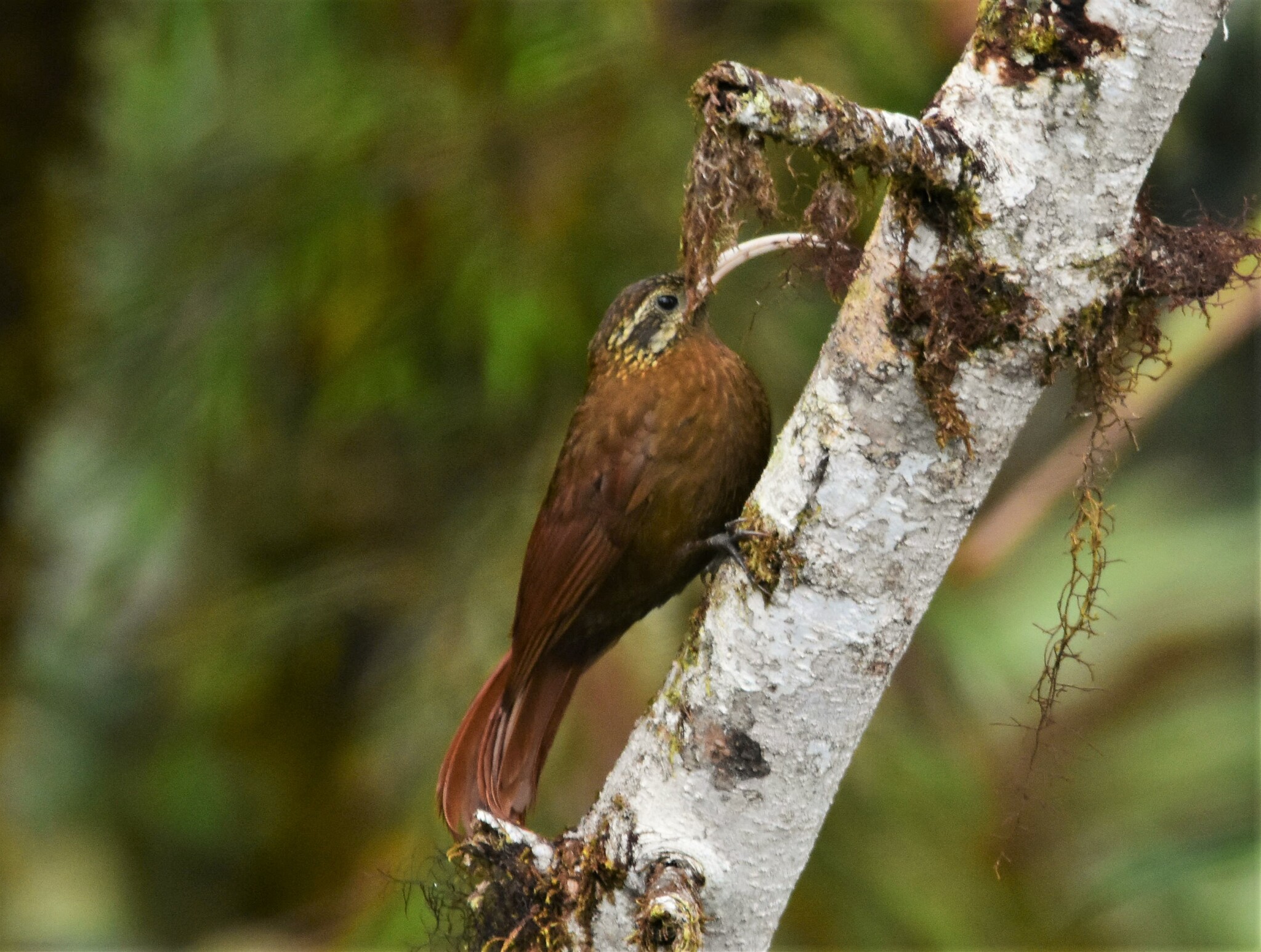 Greater Scythebill (Drymotoxeres pucheranii), photo 9