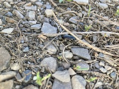 Poecilus lucublandus