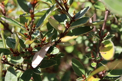 Shepherdia canadensis