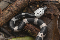 Lycodon futsingensis