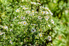 Symphyotrichum firmum