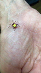 Micrathena sagittata