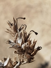 Crucianella maritima