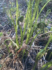 Athyrium