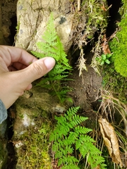Cystopteris fragilis