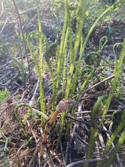 Athyrium