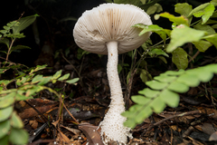 Amanita virgineoides
