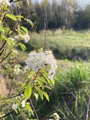 Prunus pensylvanica