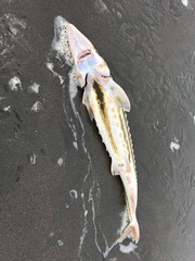 Acipenser medirostris