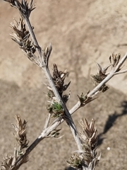 Crucianella maritima