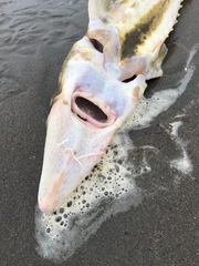 Acipenser medirostris