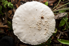 Amanita virgineoides