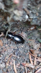 Pterostichus madidus