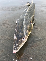 Acipenser medirostris