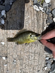 Lepomis gulosus