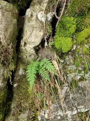 Cystopteris fragilis